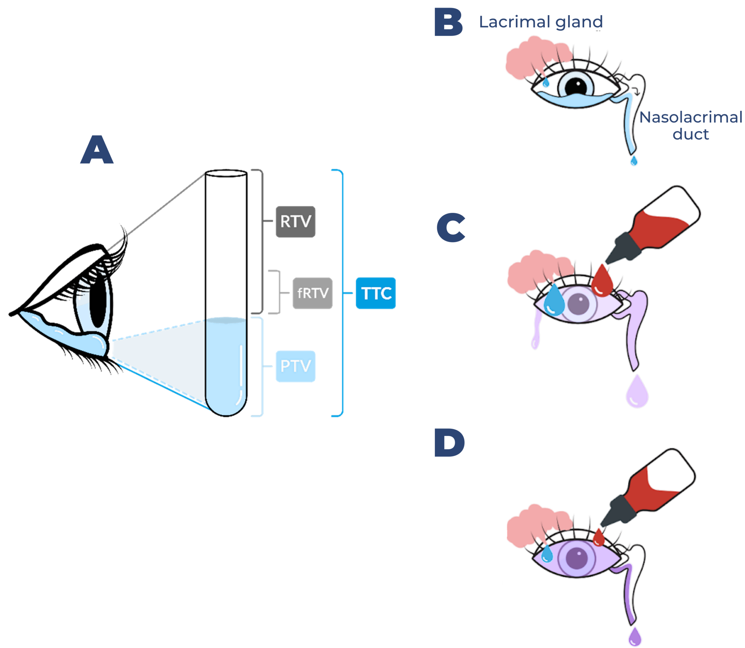physiology schematic